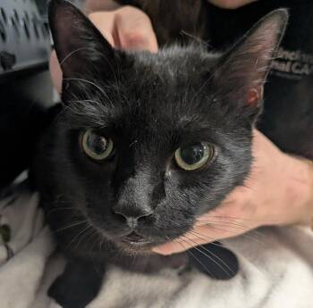 Hexxus -  Domestic Short Hair Cat for Adoption in Cincinnati, Ohio - Hexxus | PetCurious