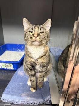 Nima -  Domestic Short Hair Cat for Adoption in West Mifflin, Pennsylvania - Nima | PetCurious