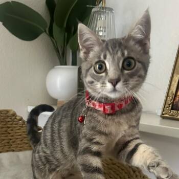 Moth -  Domestic Short Hair Cat for Adoption in San Luis Obispo, California - Moth | PetCurious