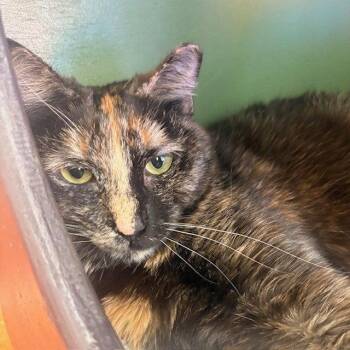 Domestic Short Hair Cats Available for Adoption in Burlingame, California - Angel | PetCurious