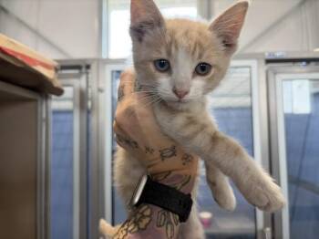 CASSIAN -  Domestic Short Hair Cat for Adoption in San Bernardino, California - CASSIAN | PetCurious