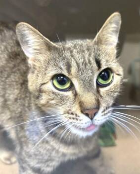 Domestic Short Hair Cats Available for Adoption in Boston, Massachusetts - LADYBUG | PetCurious