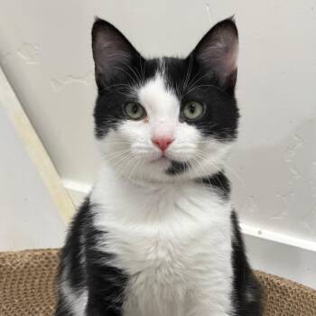 Bailey Silverman -  Domestic Short Hair Cat for Adoption in Eagle Mountain, Utah - Bailey Silverman | PetCurious