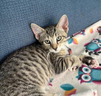 Tabby and Domestic Short Hair Cats Available for Adoption in Georgetown, Kentucky - Shenanigans | PetCurious