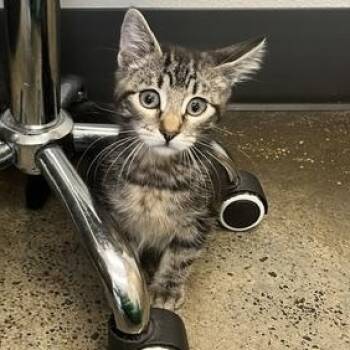 Mandu (Bonded with Turtle) -  Domestic Short Hair Cat for Adoption in Portland, Oregon - Mandu (Bonded With Turtle) | PetCurious