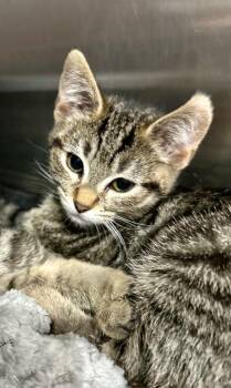 Stargo -  Domestic Short Hair Cat for Adoption in Cottonwood, Arizona - Stargo | PetCurious