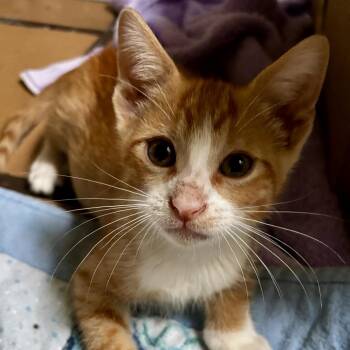 Sunkist -  Domestic Short Hair Cat for Adoption in Fort Lauderdale, Florida - Sunkist | PetCurious