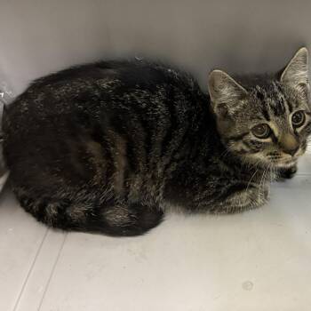 72041 -  Domestic Medium Hair Cat for Adoption in Harrisonburg, Virginia - 72041 | PetCurious