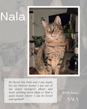 Rescue Domestic Short Hair Cats for Adoption in Kenhorst, Pennsylvania - Nala | PetCurious