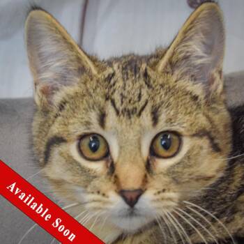 Sammy -  Tabby and Domestic Short Hair Cat for Adoption in Huntley, Illinois - Sammy | PetCurious