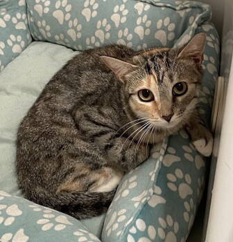 Rescue Domestic Short Hair Cats for Adoption in Tampa, Florida - Arlinda | PetCurious