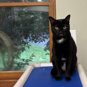 Linda -  Domestic Short Hair Cat for Adoption in Peconic, New York - Linda | PetCurious