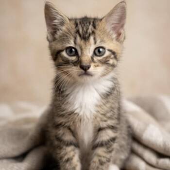 Camaro (Cam) -  Domestic Short Hair Cat for Adoption in La Grange, Kentucky - Camaro (Cam) | PetCurious