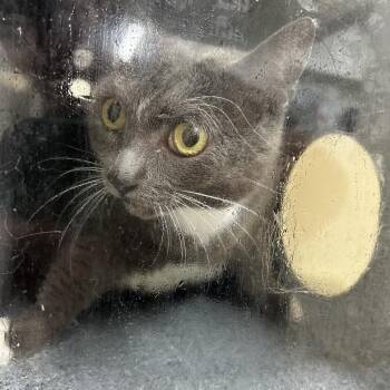 Kitty Whiskers -  Domestic Short Hair Cat for Adoption in Birmingham, Alabama - Kitty Whiskers | PetCurious