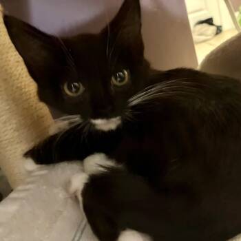 Domestic Short Hair Cats Available for Adoption - Bechamel | PetCurious