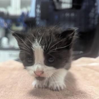 Extra Ranch -  Domestic Short Hair Cat for Adoption in Providence, Rhode Island - Extra Ranch | PetCurious