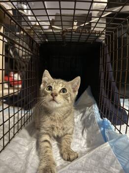 SkoolAshy -  American Shorthair Cat for Adoption in Florham Park, New Jersey - SkoolAshy | PetCurious
