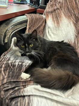 Domestic Medium Hair Cats Available for Adoption in Rustburg, Virginia - Patitas -  Not At Shelter (Donna) | PetCurious