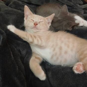 Dwayne -  Domestic Short Hair Cat for Adoption in Philadelphia, Pennsylvania - Dwayne | PetCurious