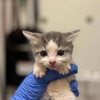 Candy Aisle -  Domestic Short Hair Cat for Adoption in Charlottesville, Virginia - Candy Aisle | PetCurious