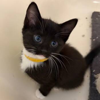 Domestic Short Hair Cats Available for Adoption in Brownsboro, Alabama - Ankylosaurus | PetCurious