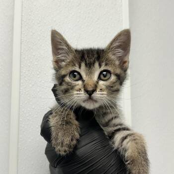 Azriel -  Domestic Short Hair Cat for Adoption in Abilene, Texas - Azriel | PetCurious