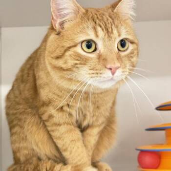 Domestic Short Hair Cats Available for Adoption - Donkey | PetCurious