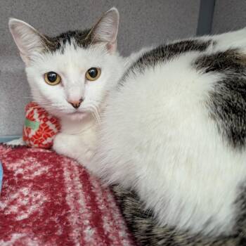 Itzy -  Domestic Short Hair Cat for Adoption in Evansville, Indiana - Itzy | PetCurious