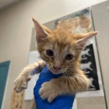 Domestic Short Hair Cats Available for Adoption in Las Vegas, Nevada - CARL | PetCurious