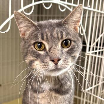 Len -  Domestic Short Hair Cat for Adoption in Harrisonburg, Virginia - Len | PetCurious