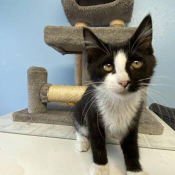 Poppy -  Domestic Short Hair Cat for Adoption in Choteau, Montana - Poppy | PetCurious
