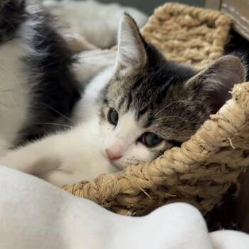 Hansel -  Domestic Short Hair Cat for Adoption in Nampa, Idaho - Hansel | PetCurious