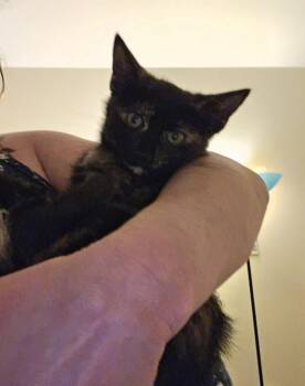 Madison -  Domestic Short Hair Cat for Adoption in Walled Lake, Michigan - Madison | PetCurious