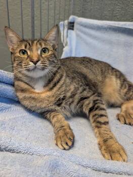 Taffy -  Domestic Short Hair Cat for Adoption in Palm Harbor, Florida - Taffy | PetCurious