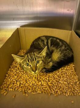 Abra -  Domestic Short Hair Cat for Adoption in Jackson, Tennessee - Abra | PetCurious