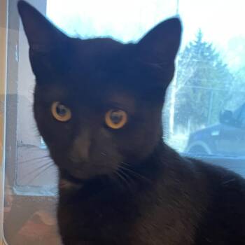 Domestic Short Hair Cats Available for Adoption - Heathcliff | PetCurious