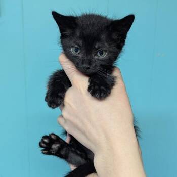 Nelson Purrtado -  Domestic Short Hair Cat for Adoption in Johnstown, Pennsylvania - Nelson Purrtado | PetCurious