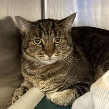 PETTLES -  Domestic Short Hair Cat for Adoption in Las Vegas, Nevada - PETTLES | PetCurious