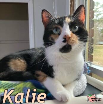 Domestic Short Hair Cats Available for Adoption - Kalie | PetCurious