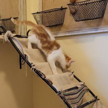 Domestic Short Hair Cats Available for Adoption - Wilbur | PetCurious