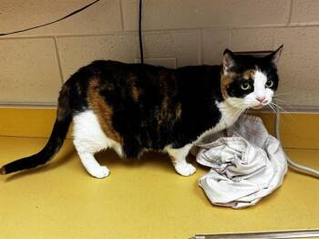 Domestic Short Hair Cats Available for Adoption in Colorado Springs, Colorado - CAMILA | PetCurious