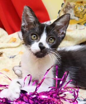 Rolly -  Domestic Short Hair Cat for Adoption in Tierra Verde, Florida - Rolly | PetCurious