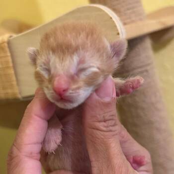 VIENNA -  Domestic Short Hair Cat Available for Adoption in Fort Lauderdale, Florida - VIENNA | PetCurious