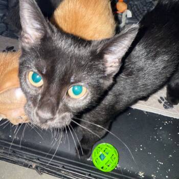 Rescue Domestic Short Hair Cats for Adoption in Pagosa Springs, Colorado - Littlefoot | PetCurious