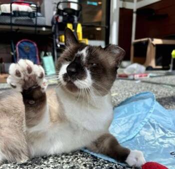 Rescue Domestic Short Hair Cats for Adoption in Lewiston, Maine - Wrecking Ball | PetCurious