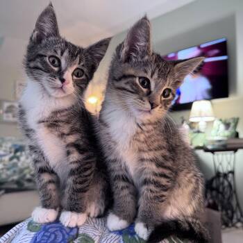 Shiitake (bonded with Morel) -  Domestic Short Hair Cat for Adoption in Wilsonville, Oregon - Shiitake (bonded With Morel) | PetCurious