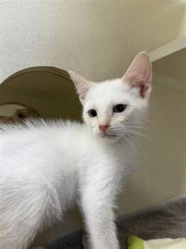 Rescue Domestic Short Hair Cats for Adoption in Hutchinson, Kansas - Toulouse | PetCurious