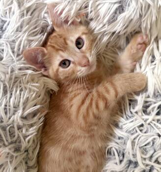 Ford -  Domestic Short Hair and Tiger Cat for Adoption in Lake Monroe, Florida - Ford | PetCurious