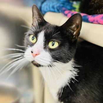 Rescue Domestic Short Hair Cats for Adoption in Jackson Township, New Jersey - Miss Tina | PetCurious