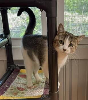 Domestic Short Hair Cats Available for Adoption in Mauston, Wisconsin - June | PetCurious